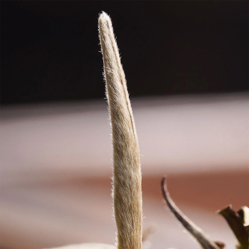 Silver needle white tea