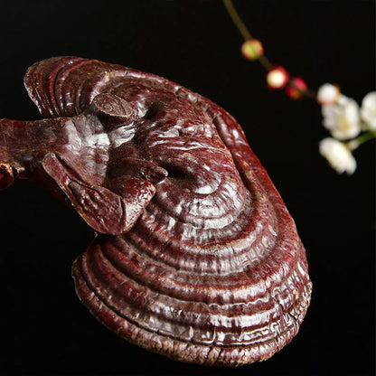 Northeast specialty red Ganoderma gift box wild Ganoderma purple Ganoderma
