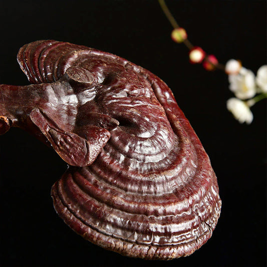 Northeast specialty red Ganoderma gift box wild Ganoderma purple Ganoderma